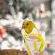thumbnail image 3 of Pañal lavable para pájaros, traje de vuelo para loros, pañal para pájaros, ropa transpirable para loros, 3 of 7