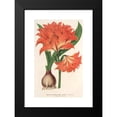 thumbnail image 2 of Charles Antoine Lemaire 13x18 Black Modern Framed Museum Art Print Titled - Amaryllis (Hippeastrum) Alberti (1854-1896), 2 of 5