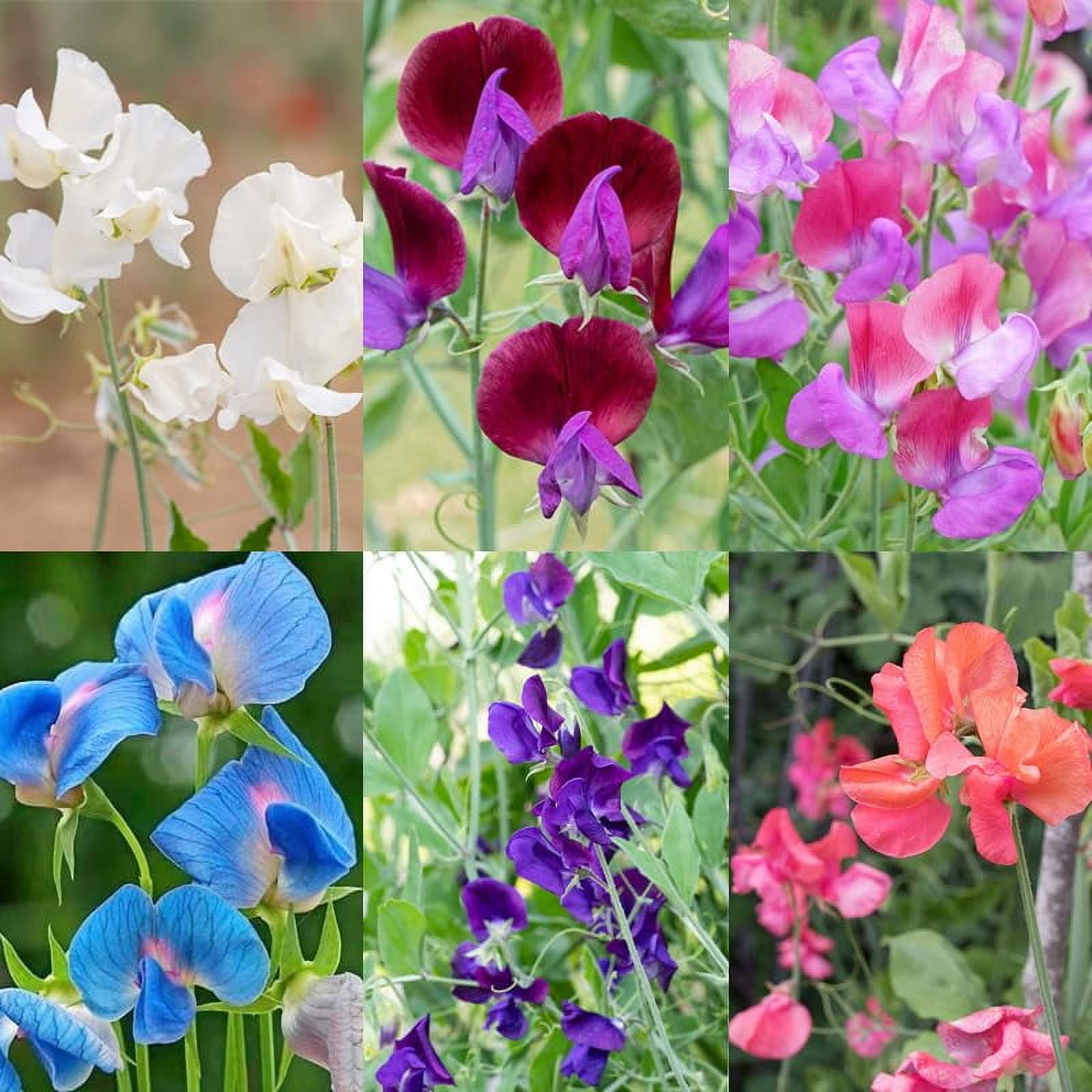 400+ Perennial Sweet Pea Flower Seed MVR1 for Planting Outdoors-Non-GMO  Lathyrus odoratus Everlasting Pea Flower Seeds Growing in Pots Garden Home