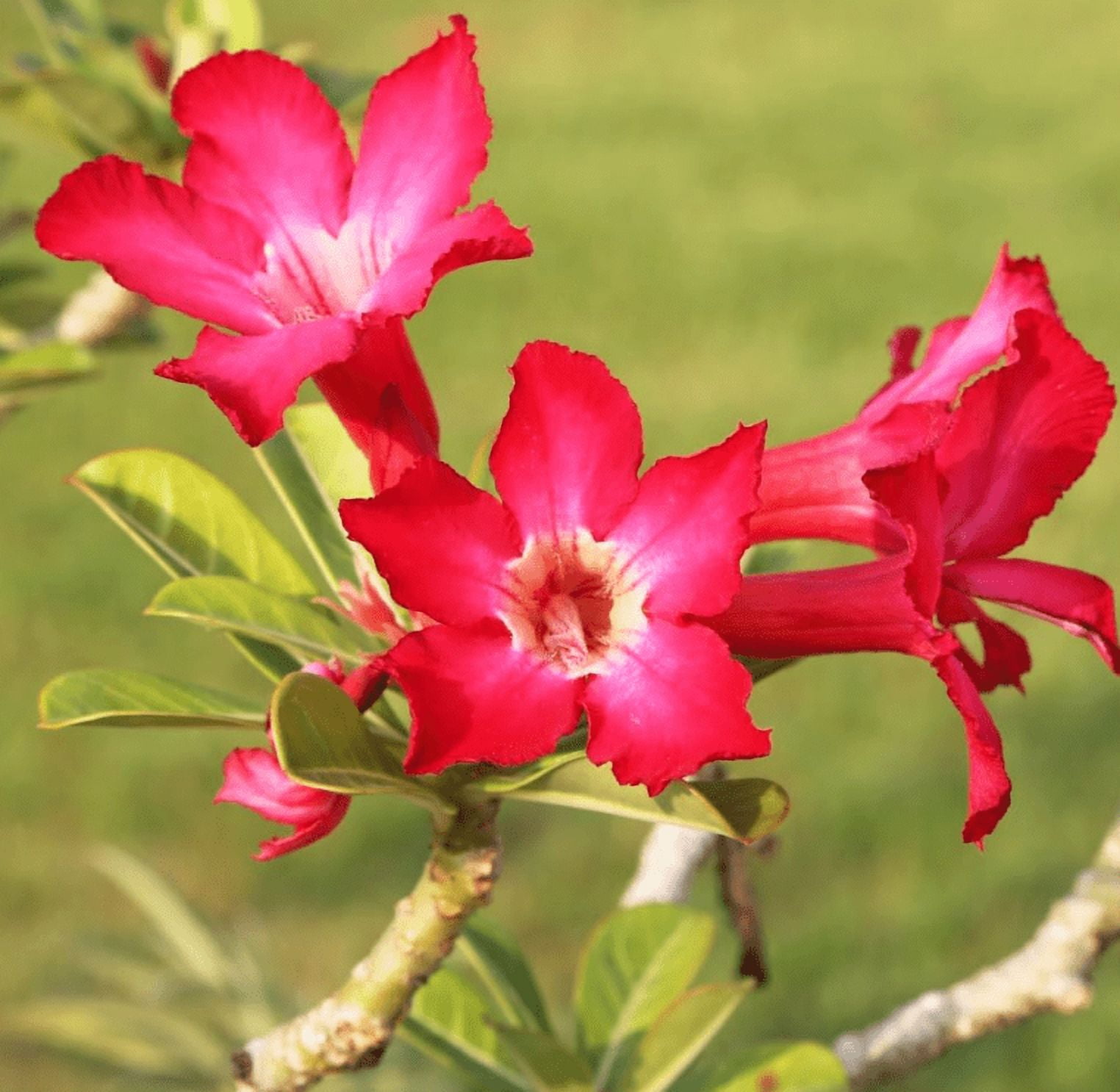 Red Desert Rose Live Plant, Adenium Succulent Starter for Indoor Outdoor Growing, 4–6 Inch Tall