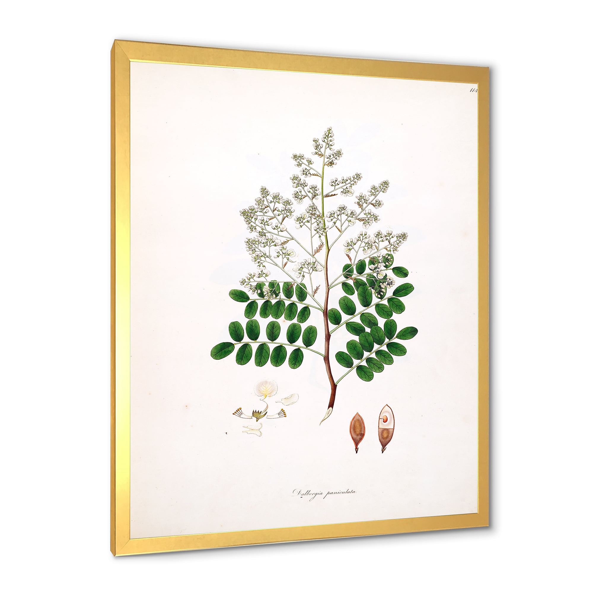 Designart 'Ancient Botanicals XII' Farmhouse Framed Art Print