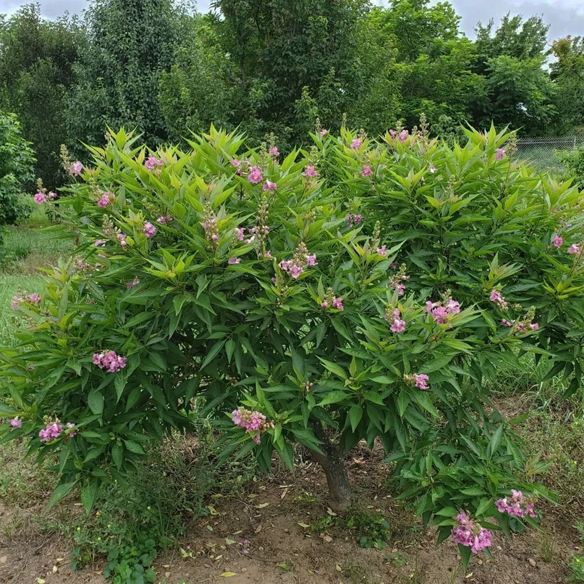 Proven Winners ColorChoice El Niño Desert Orchid Live Shrub (2 Gallon)