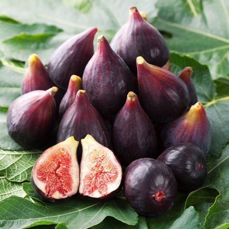Brighter Blooms - Celeste Fig Tree, 3 gal - No Shipping to AK, AZ, HI, OR