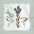 thumbnail image 2 of Pressed Flowers on Poster Print by Carol Robinson, 2 of 2