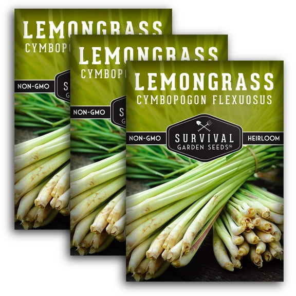 3 Packs Lemongrass Seeds - Non-GMO Heirloom Full Sun Perennial Herb