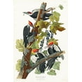 thumbnail image 2 of Audubon, John James 17x24 Black Ornate Wood Framed with Double Matting Museum Art Print Titled - Pileated Woodpecker, 2 of 4