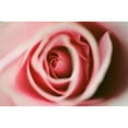 thumbnail image 3 of Berzel, Erin 18x13 Black Modern Framed Museum Art Print Titled - Pink Rose, 3 of 5