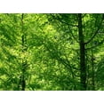 thumbnail image 1 of Kraft "Sunlit Forest" Glossy Poster, 1 of 2