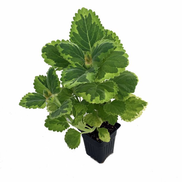 Candle Stick Lemon Twist Swedish Ivy Plant - Plectranthus ciliatus - 4