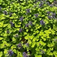 thumbnail image 5 of RedCrocus Chartreuse on the Loose Catmint Nepeta- Vibrant Foliage & Attracts Pollinators- Full Sun Garden Perennial 2 Gallon, 5 of 31
