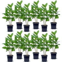 12 Pack Live Coffee Plant, Coffea Arabica, Coffee Tree, Arabian Coffee, Indoor Potted Houseplant, Birthday Gift, Gardening Gift, Plant Lover Gift, Thank You Gift in 3" Pot