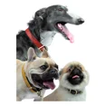 thumbnail image 2 of Urban Dog Collar Para Perro Liso 100% Piel Ch, G, Xg, 2 of 3