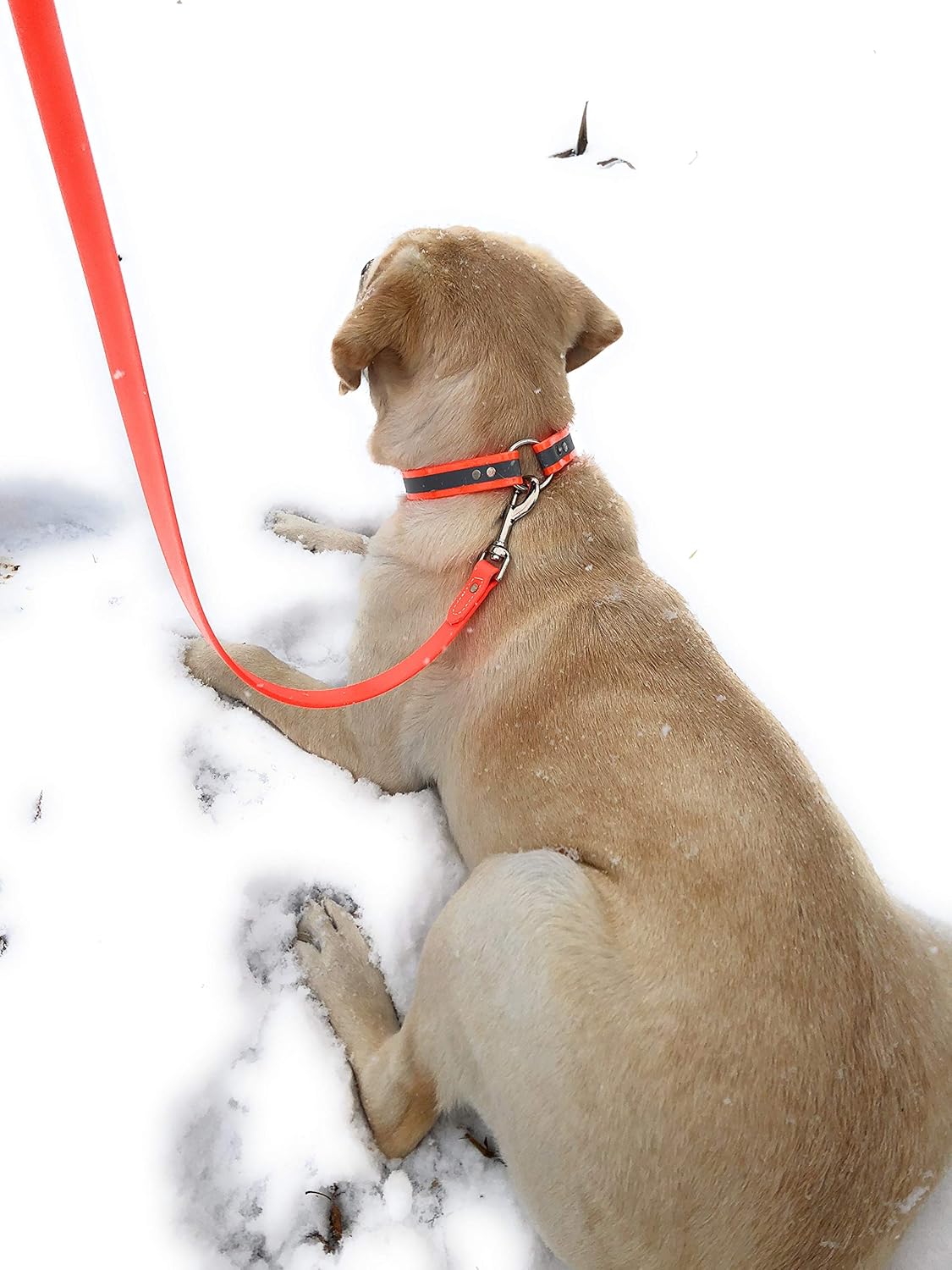 Regal Dog Products Waterproof Leash – 5 ft. Orange Dog Leash with Easy to Use Collar Hook, Lightweight, and Proof Training Pet Lead with vinyl-coated webbing for Small, Medium, Large, or XL Dogs