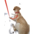 thumbnail image 3 of Regal Dog Products Waterproof Leash – 5 ft. Orange Dog Leash with Easy to Use Collar Hook, Lightweight, and Proof Training Pet Lead with vinyl-coated webbing for Small, Medium, Large, or XL Dogs, 3 of 9