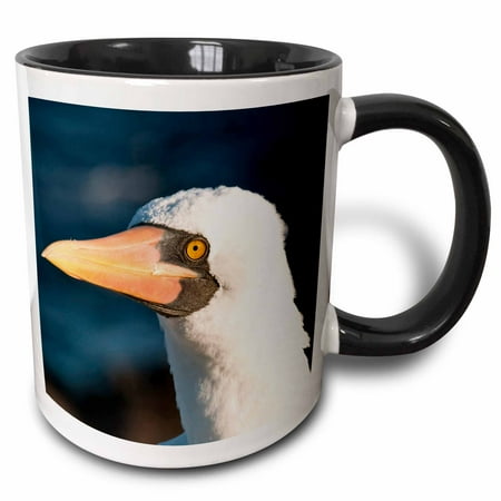 

3dRose Galapagos Islands Ecuador. Nazca Booby - SA07 MDE0167 - Michael DeFreitas - Two Tone Black Mug 11-ounce