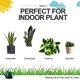 thumbnail image 2 of Regadera verde para interiores, regadera para el hogar, plantas de bonsái, jardín, flores, pico largo, 1,4 l, 1/3 galón, pequeña, translúcida, moderna, 2 of 4