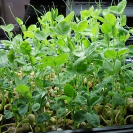 Sprouting Green Pea Seeds - 25 Lbs Bulk - Non-GMO, Organic Sprout & Microgreens Shoots Seed - Grow (Best Organic Garden Seeds)