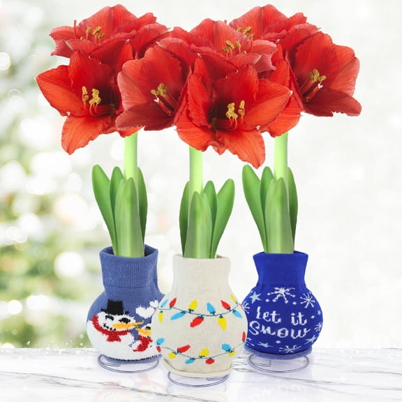 Tis The Season Sweater Amaryllis Collection – 3 Pack Bulbs - “Let It Snow” Sweater Gift Plant – Easy Indoor Growing, No Soil or Water Needed – Red Amaryllis Flowers Bloom in 4–8 Weeks