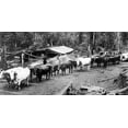 thumbnail image 2 of Vintage Photography 18x11 White Modern Wood Framed Museum Art Print Titled - Logging with Ox Teams, 2 of 4
