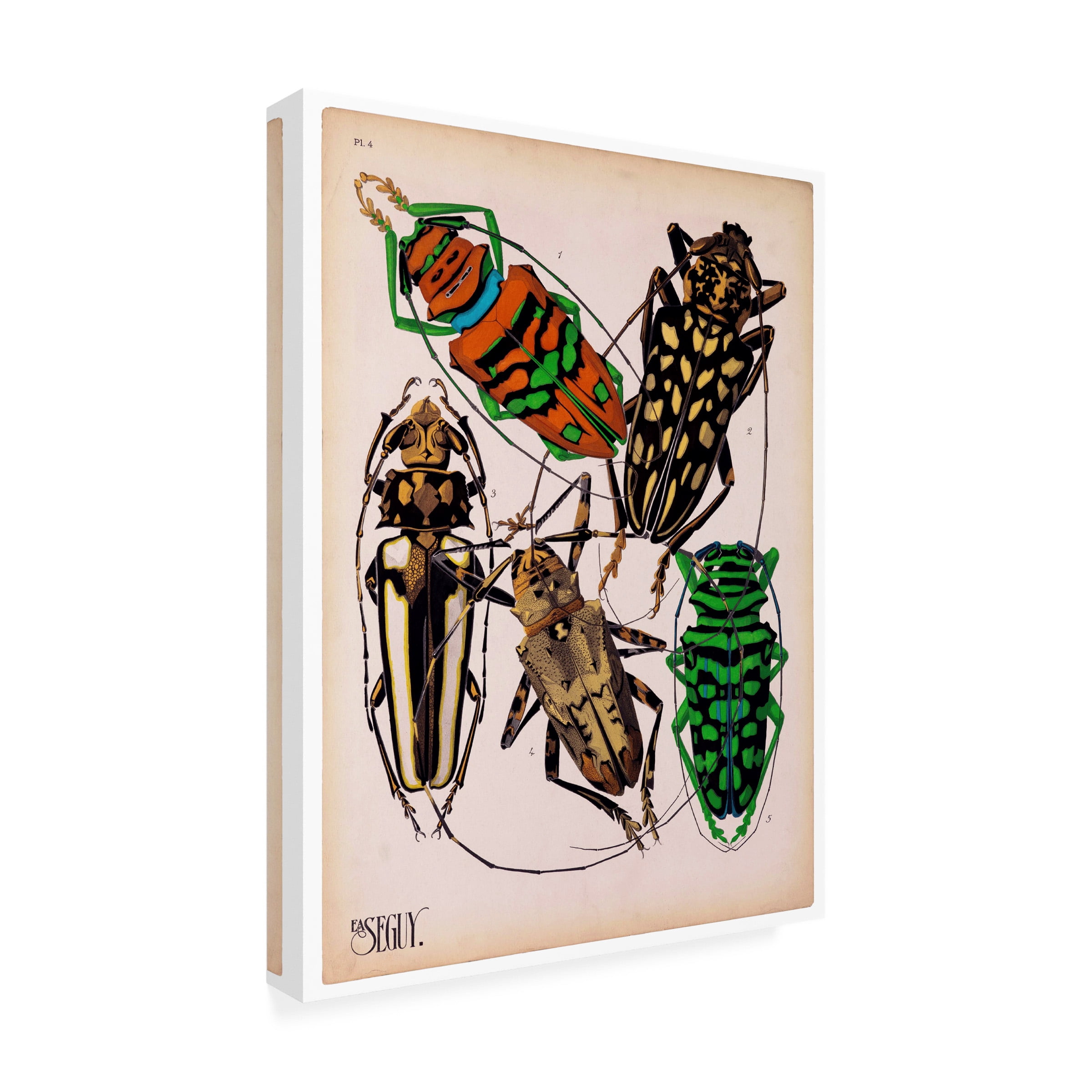 Print Collection 'Insects Plate 14' Canvas Art