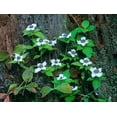 thumbnail image 2 of Fitzharris, Tim 24x19 White Modern Wood Framed Museum Art Print Titled - Bunchberry Blooms, 2 of 4