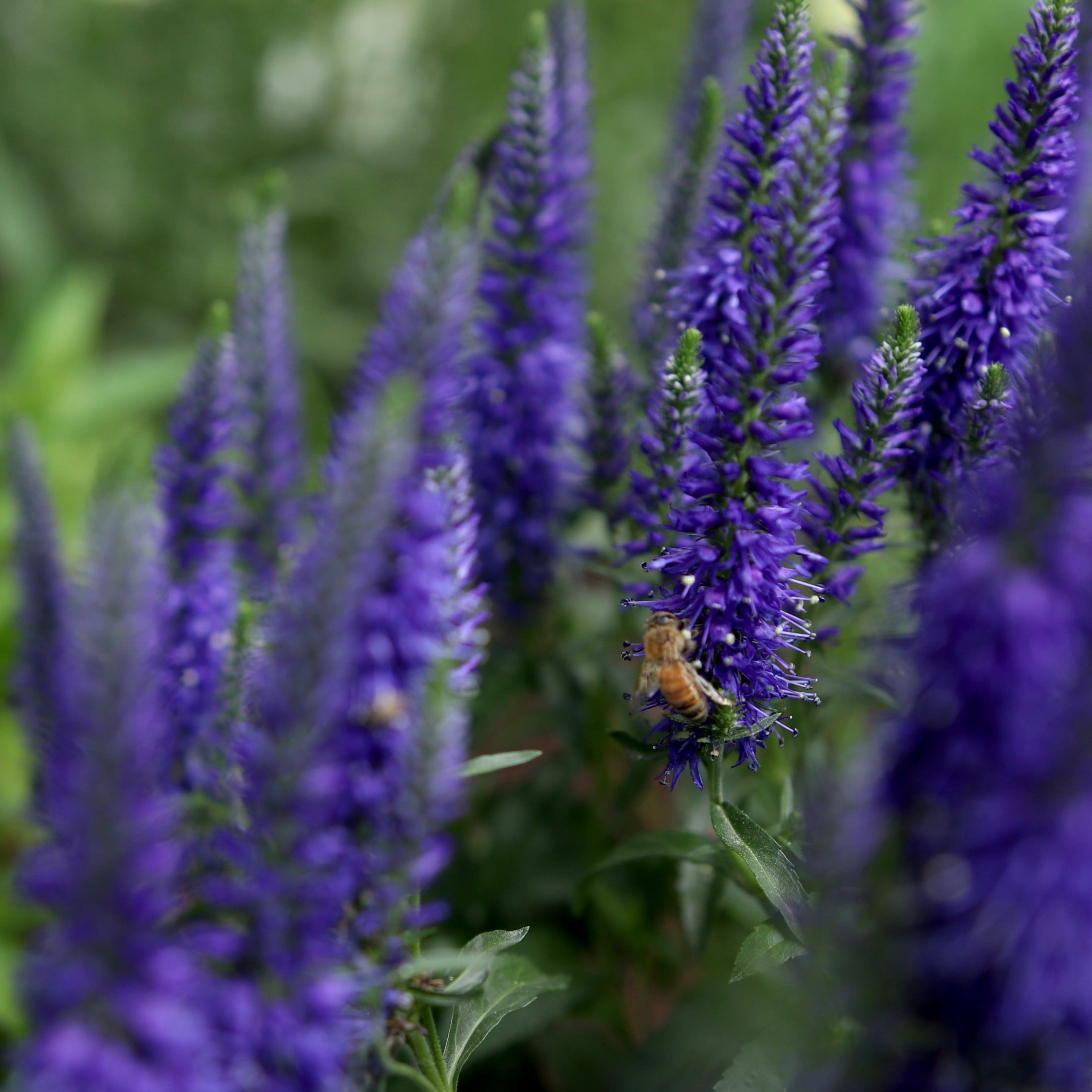 Proven Winners 6" Blue Magic Show 'Wizard of Ahhs' Spike Speedwell Live Plant in 7.5" Pot