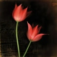 thumbnail image 2 of Rick Filler 15x15 Gallery Wrapped Canvas Wall Art Titled - Species Tulips, 2 of 4