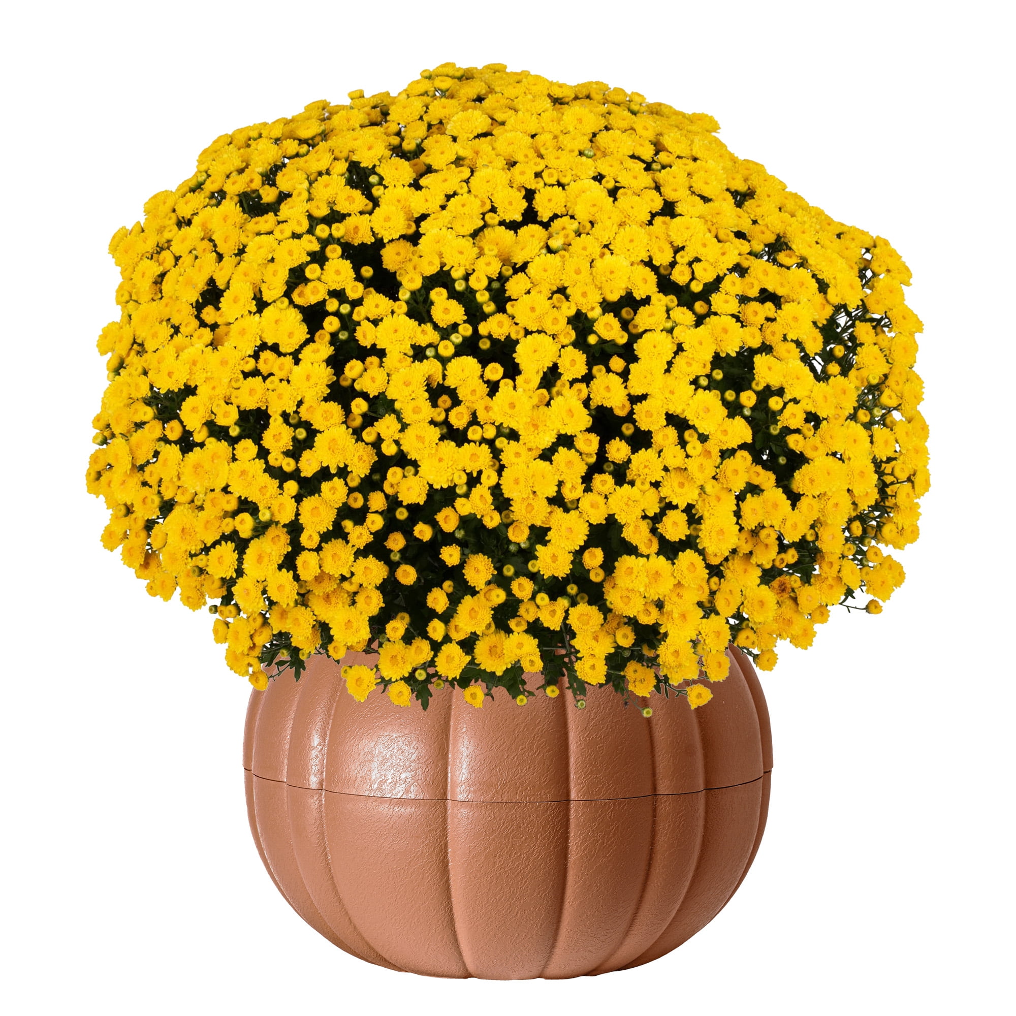 Better Homes & Gardens Assorted Mum Plant in Terracotta Clay Colored Pumpkin Planter, 3.0QT
