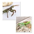 thumbnail image 4 of Juego de crecimiento de insectos para niños Sunnimix 1 Juego de ciclo un 4 accesorios señanza juguete educativo, 4 of 7