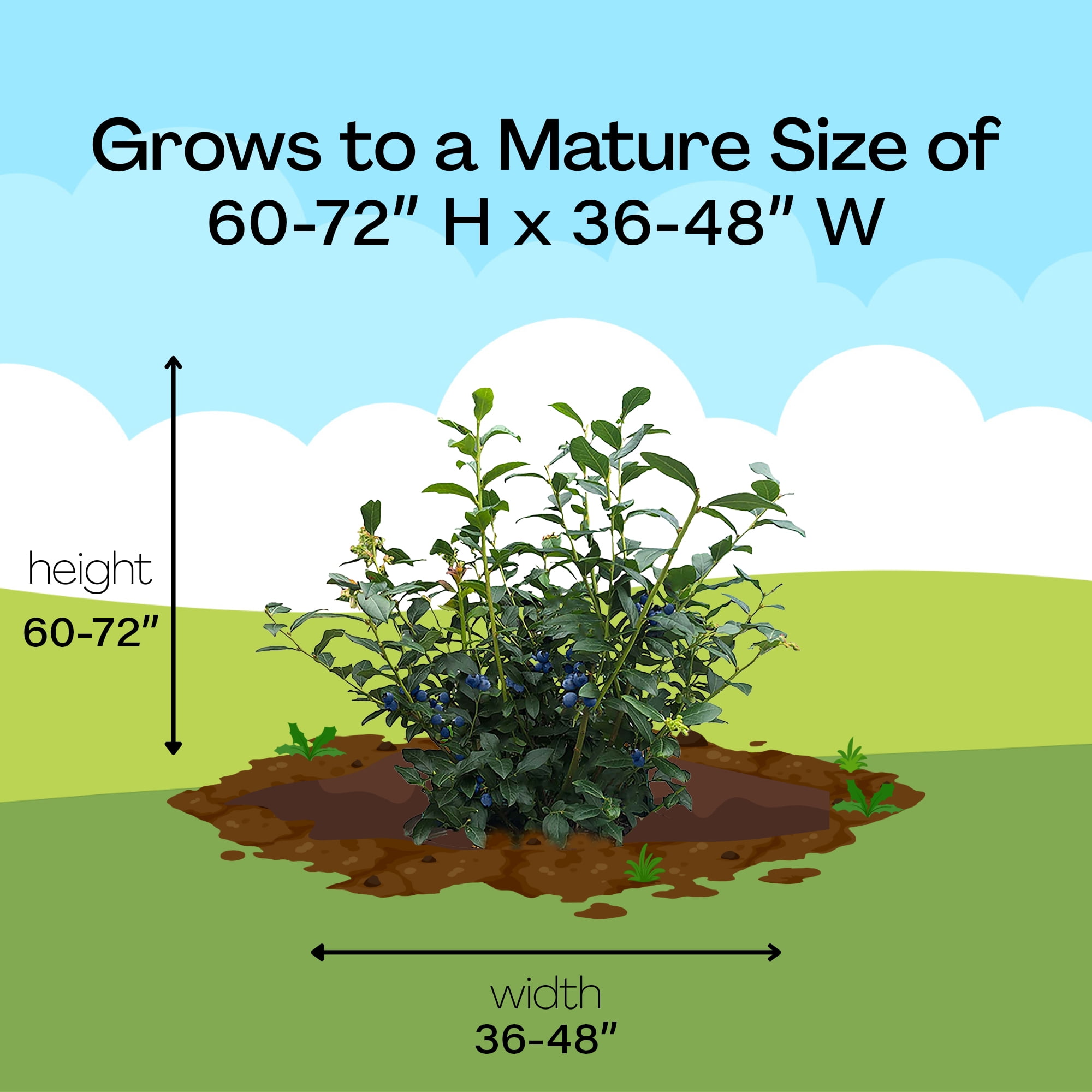 Blueberry Biloxi Live Shrub (2.25 Gallon)