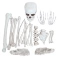 thumbnail image 1 of 1 Set Human Skeleton Bones Graveyard Human Skulls Spooky Scene Props Party Supplies, 1 of 6