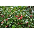thumbnail image 5 of Dwarf Burford Holly - 30 Live Plants - Ilex Burfordi Evergreen Hedge Red Berries Tree Shrub, 5 of 7