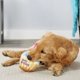 thumbnail image 2 of Peluche Power | Feliz cumpleaños | Juguete para perro con chirriador para fiesta de cumpleaños | Regalo divertido para perros | Divertido, duradero y seguro | Juguetes chirriantes para perros, 2 of 6