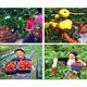 thumbnail image 5 of leyfeng Dispositivo de desplumado Pulgar para cortar verduras Cortador de dedos de hierro agrícola Cortador de pulgar de pimienta espinosa para hombres, 5 of 8