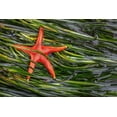 thumbnail image 2 of Jaynes Gallery 14x11 White Modern Wood Framed Museum Art Print Titled - Washington State-Salt Creek Recreation Area Blood star and wet eelgrass, 2 of 4