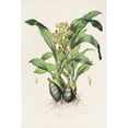 thumbnail image 2 of James Bateman 17x24 Black Ornate Framed Double Matted Museum Art Print Titled: Catasetum Maculatum (1837-1843), 2 of 5