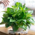 thumbnail image 5 of 5 Pack Plant Saucer, Clear Plastic Plant Pot Saucer, Made Of Thicker, Stronger Plastic, With Unique Design, Durable Flower Plant Tray For Indoor And O, 5 of 5