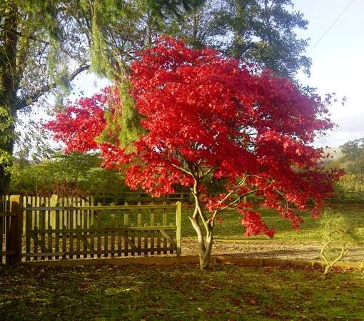 Fireglow Upright Red Japanese Maple Tree - Live Plant - ( TG ...