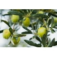 thumbnail image 2 of Sanniti Whole Castelvetrano Olives Jar, 20.5 oz, 2 of 7