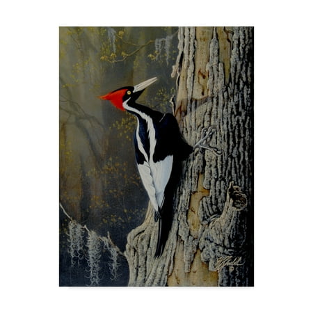 Trademark Fine Art 'Ivory Bill' Canvas Art by Wilhelm Goebel