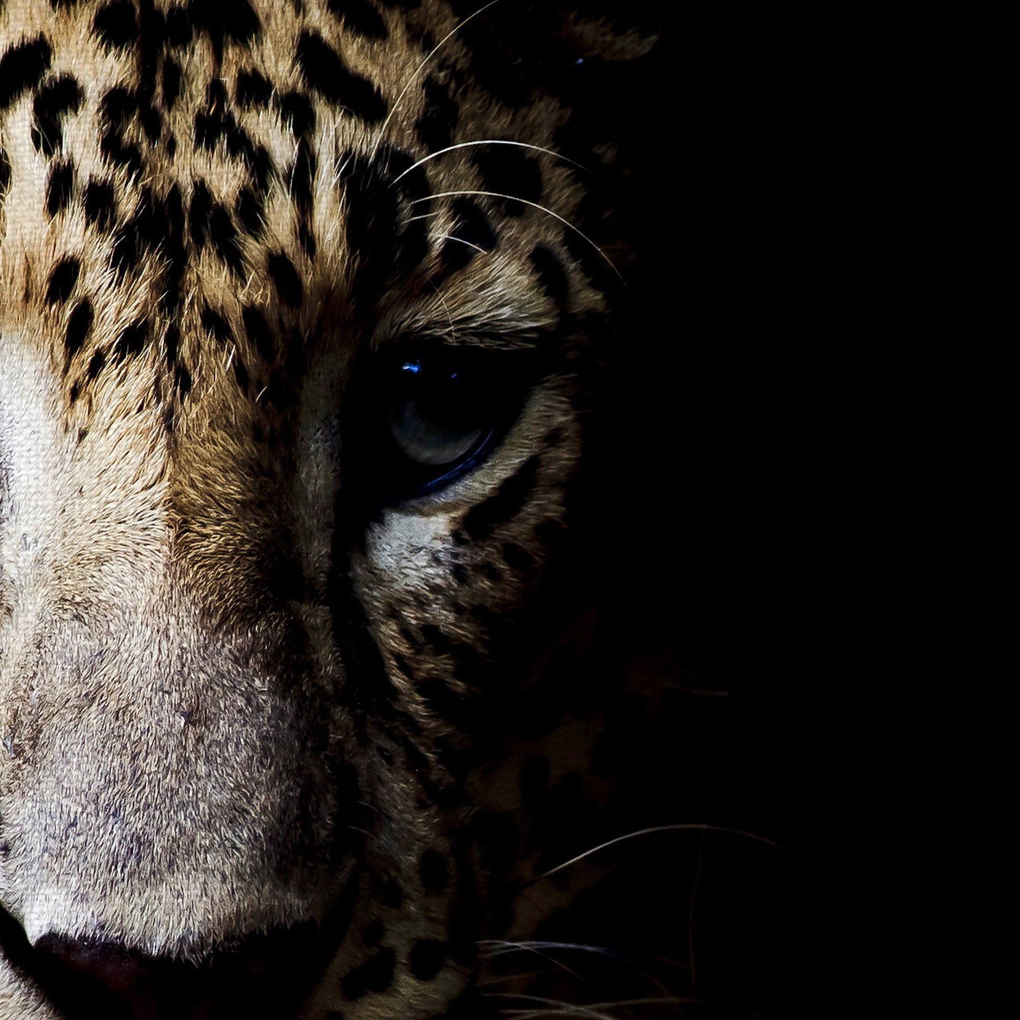 Masterpiece Art Gallery In the Shadows Leopard By Belle Maison Canvas Art Print 22" x 28"