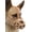 Brown, variant on Mayerzon Dog Muzzle, Breathable Basket Muzzles for Small, Medium, Large and X-Large Aggressive Dogs Beagle German Shepherd Doberman, Cage Mouth Guard Stop Biting Chewing for Grooming Training