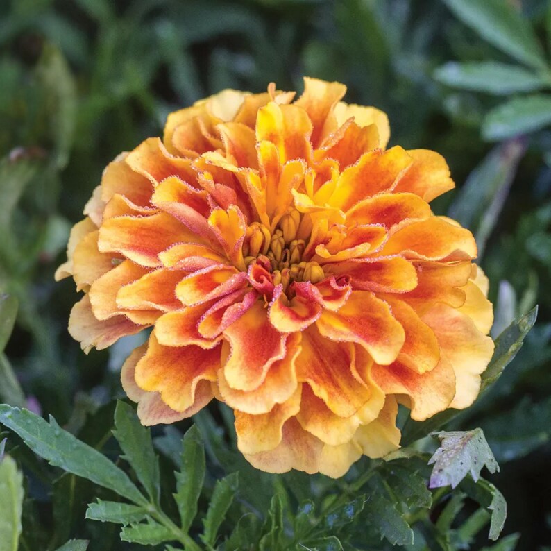 25 Marigold Strawberry Blonde Seeds - Edible, Open-Pollinating, Drought and Cold, Dwarf Variety, Plant in Spring After Frost