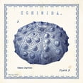thumbnail image 2 of Babbitt, Gwendolyn 15x15 White Modern Wood Framed Museum Art Print Titled - Sea Urchin III, 2 of 4
