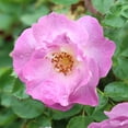 thumbnail image 3 of Heirloom Roses - Blue For You Floribunda Rose Bush - Purple Rose Bushes, 3 of 5