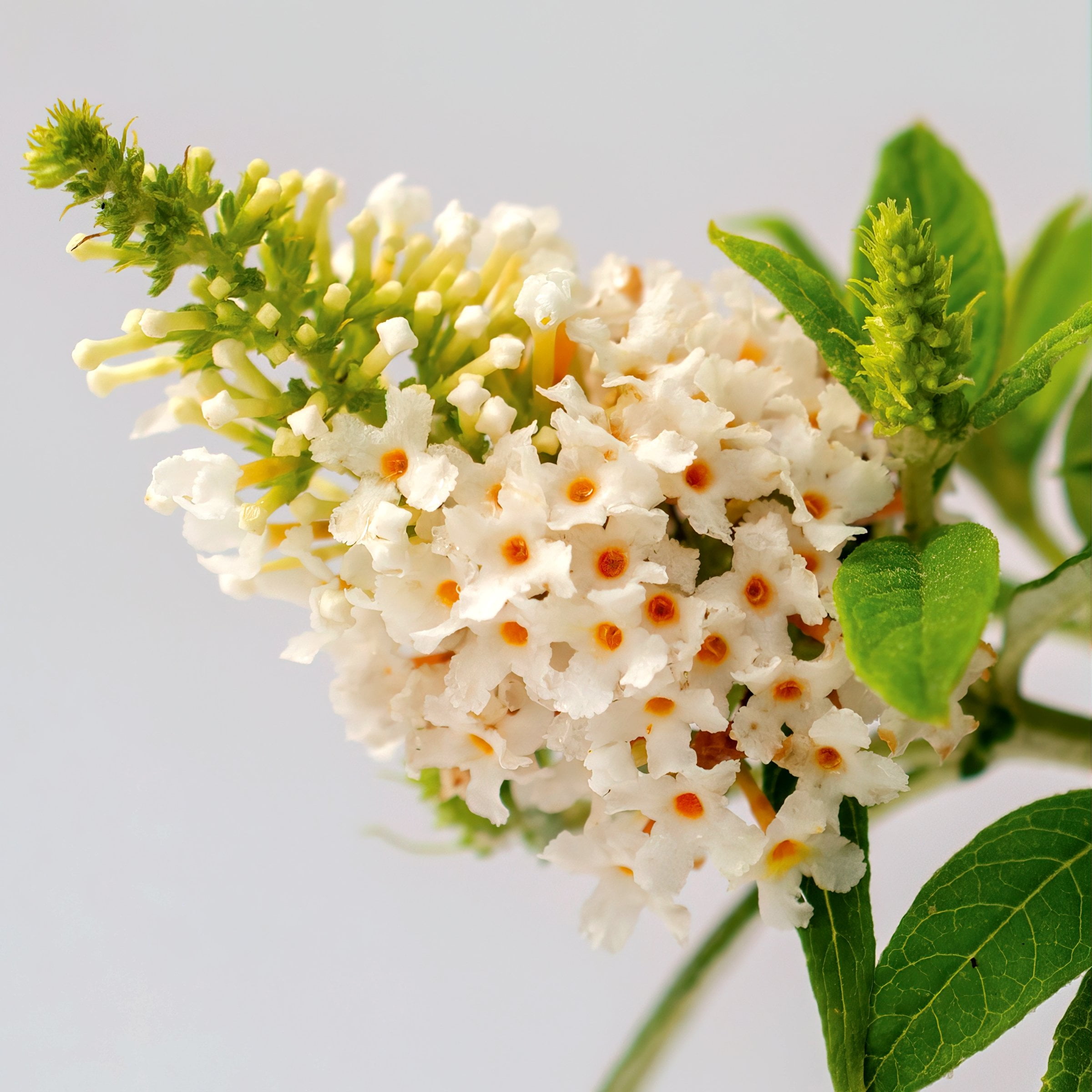 4 in. Buddleia Dapper White Live Shrub with White Flowers (3-Pack)