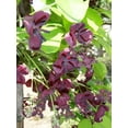 thumbnail image 5 of 100 - 1000 Bulk CHOCOLATE VINE Edible Fruit Akebia Quinata Fragrant Flower Seeds, 5 of 10