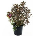 thumbnail image 3 of PJM Elite Rhododendron, 3 of 5