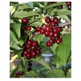 thumbnail image 2 of Expert Gardener 3-4 ft tall Kristin Fruiting Cherry Live Tree in 7-Gallon Grower Pot, 2 of 6