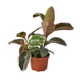 thumbnail image 1 of House Plant 6-FICUS-RUBY.PINK Ficus Ruby Pink Elastica Plant in 6 in. Pot, 1 of 1